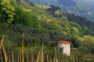 Tuscany photo by Bareo