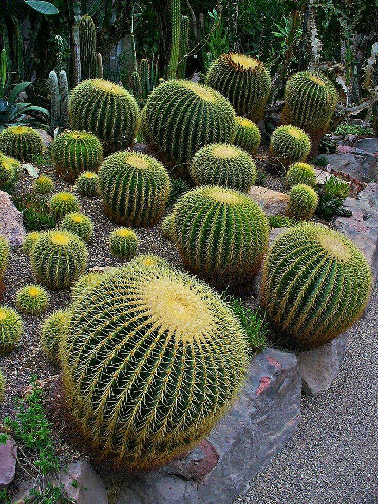 cactus16