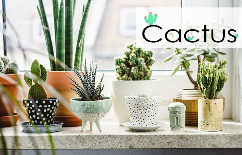 home Cactus
