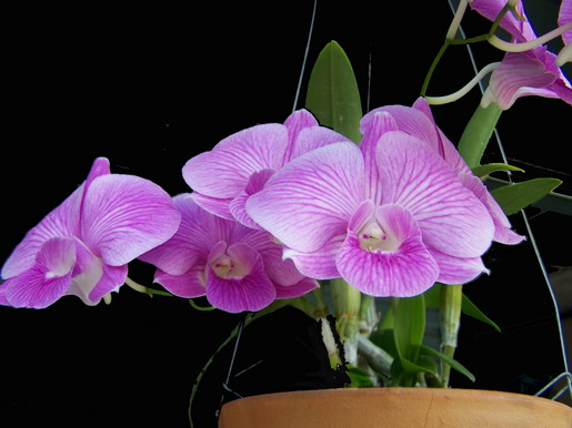 orchid6
