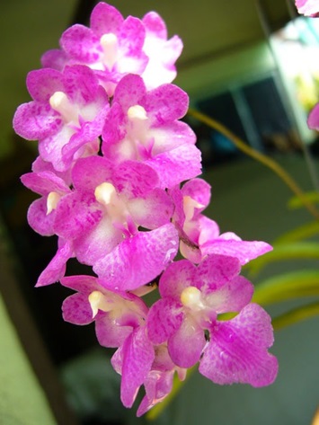 orchid9