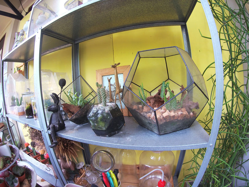 terrarium1