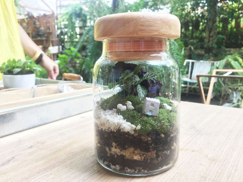 terrarium30