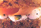 Mini Sandwich
