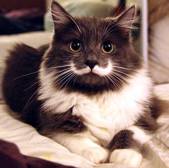 Hamilton, Hipster Cat แมวที่มีชื่อเสียง