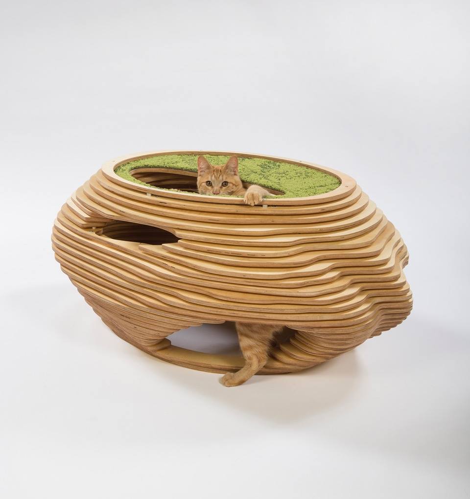 สถาปัตยกรรมแมว Cat Architecture Cat in the Fish Bowl by Abramson Teiger Architects