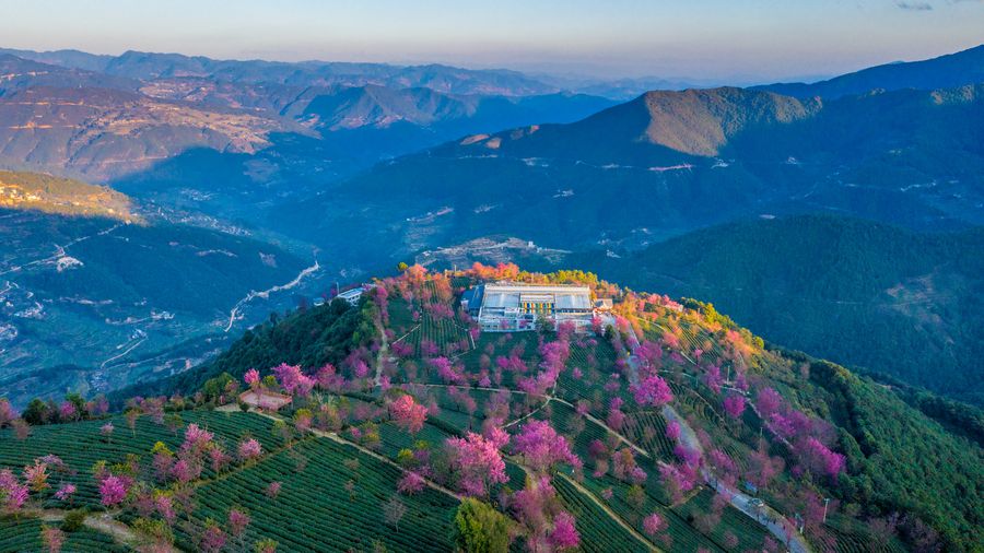 ไร่ชา Sakura : Wuliang Mountain Tea Garden - Yunnan