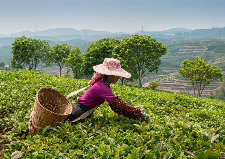 ไร่ชา Tea Making : Mengding Shan Tea Plantation - Chengdu