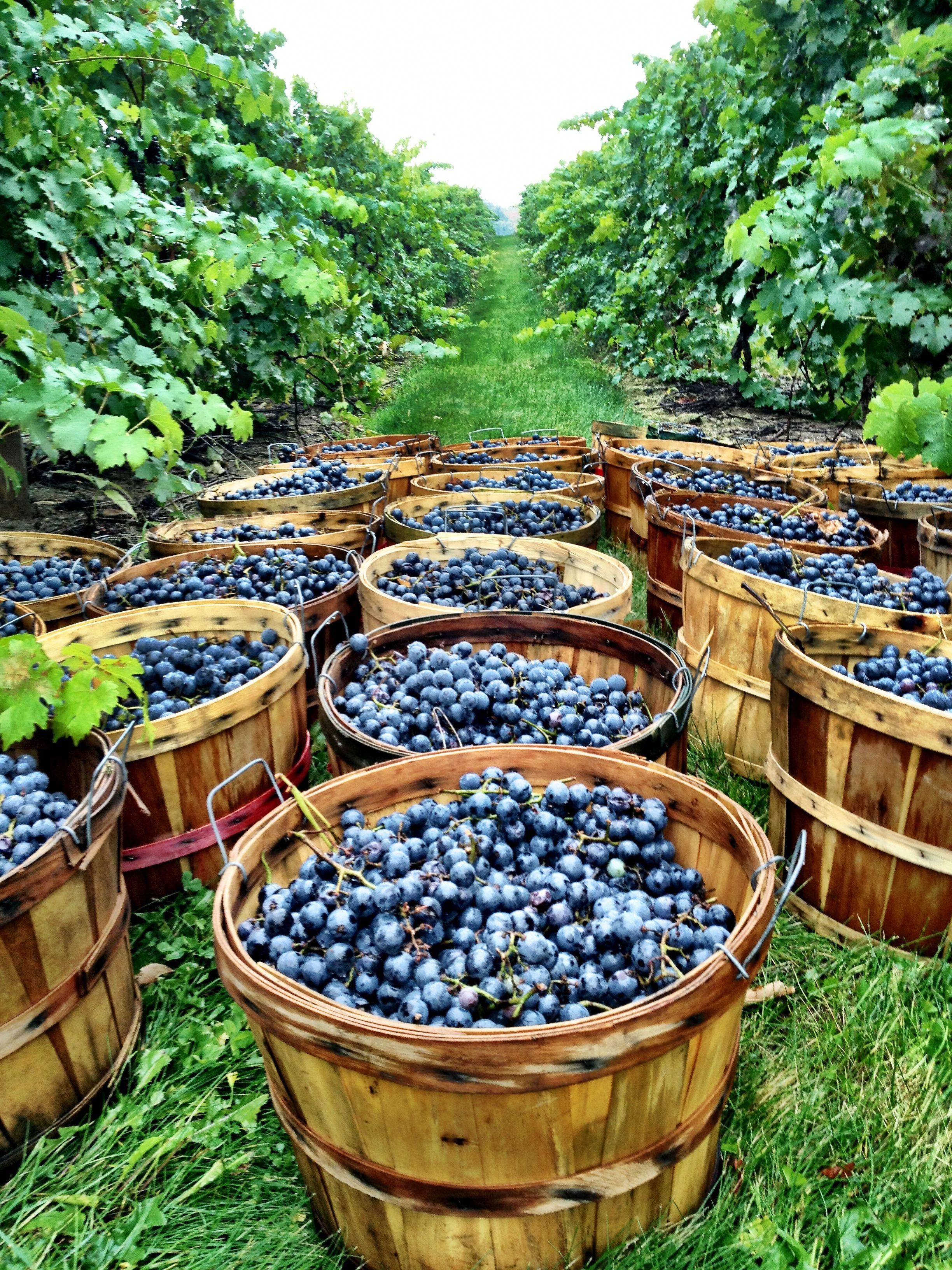 Vineyards Wine Grape