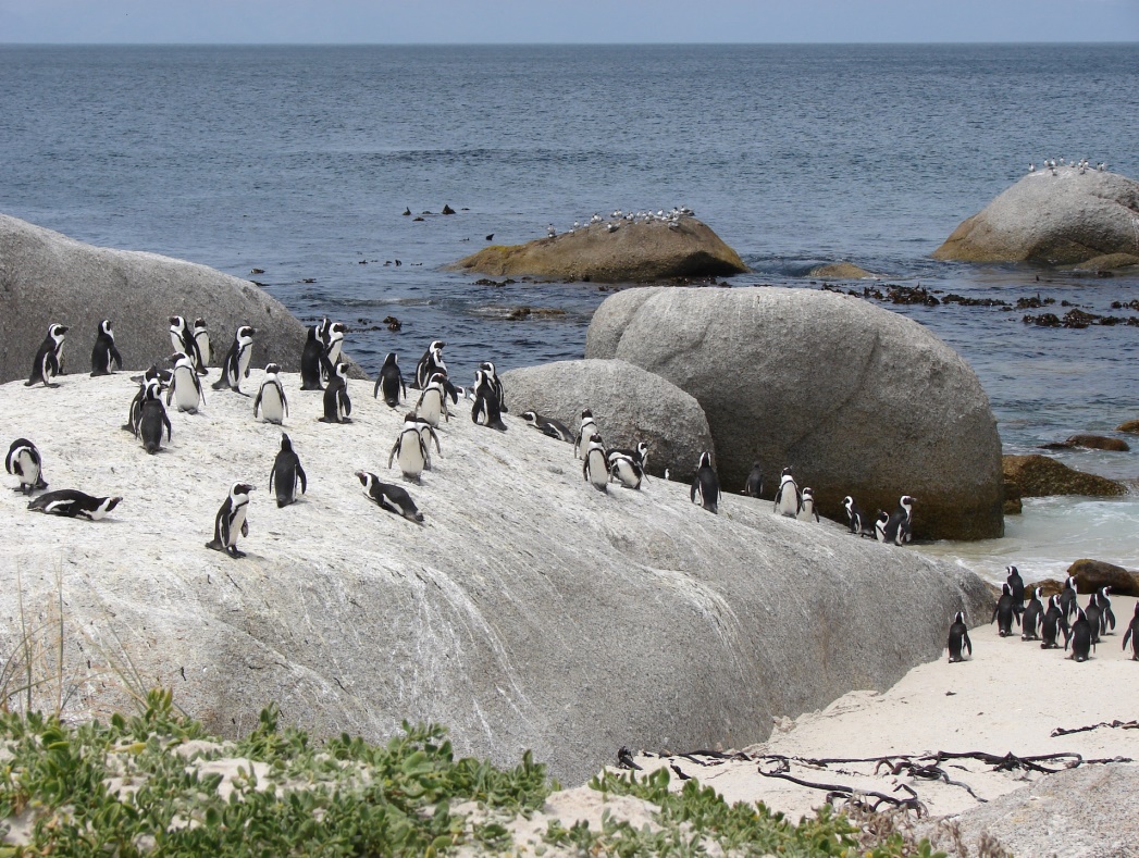 Penguin Beach Boulders Beach