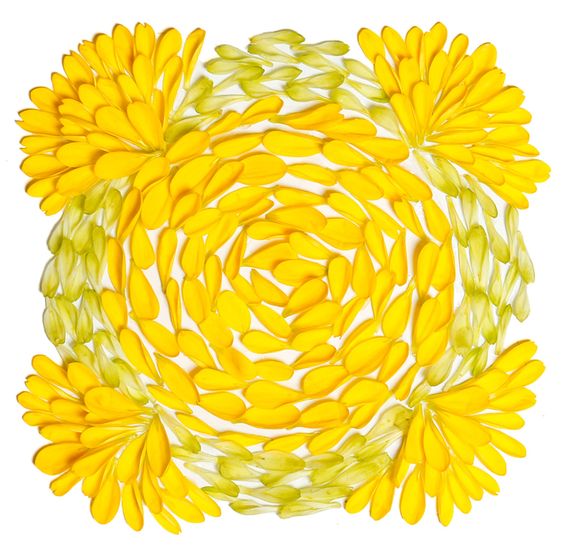 ศิลปะกลีบดอกไม้ The Petalogis Yellow