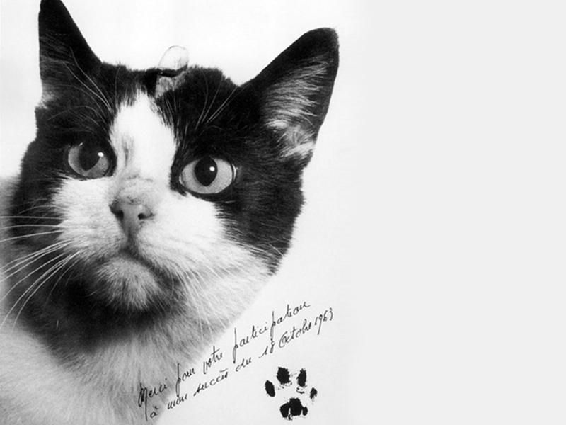 Felicette - Astro Cat แมวที่มีชื่อเสียง