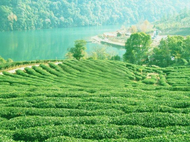 ไร่ชา West Lake : Shifeng Longjing Tea Plantation - Hangzhou (18 imperial tea trees)