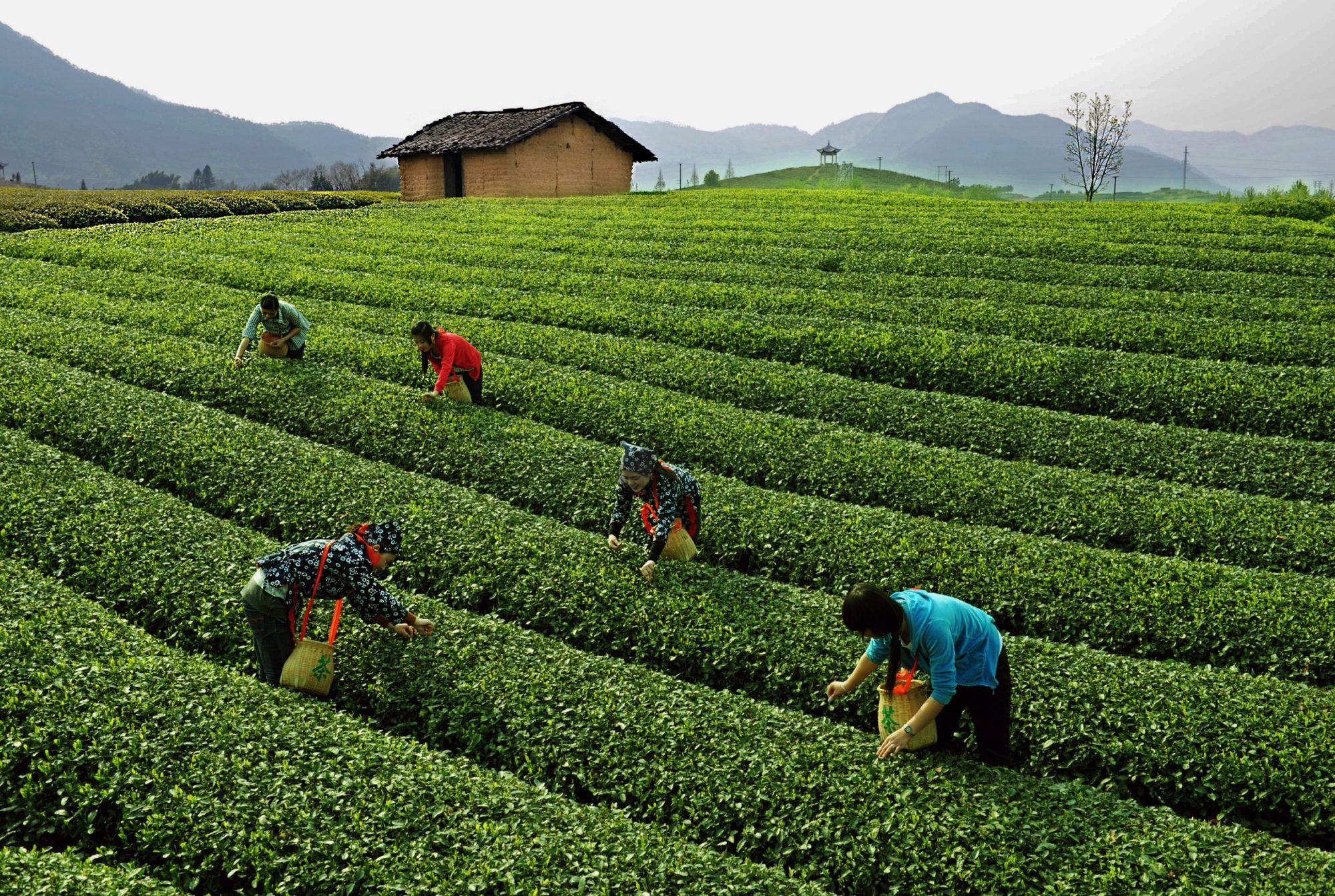 ไร่ชา West Lake : Shifeng Longjing Tea Plantation - Hangzhou (18 imperial tea trees)