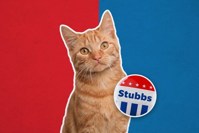แมวที่มีชื่อเสียง Stubbs, The Mayor