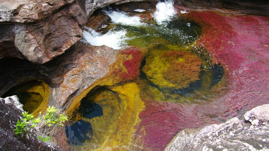Rainbow World Caño Cristales : The River Of Five Colors คาโน คริสเทิล แม่น้ำ 5 สีแห่งโคลอมเบีย