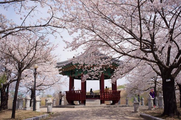 สถานที่ชมดอกไม้ Yeouido Park