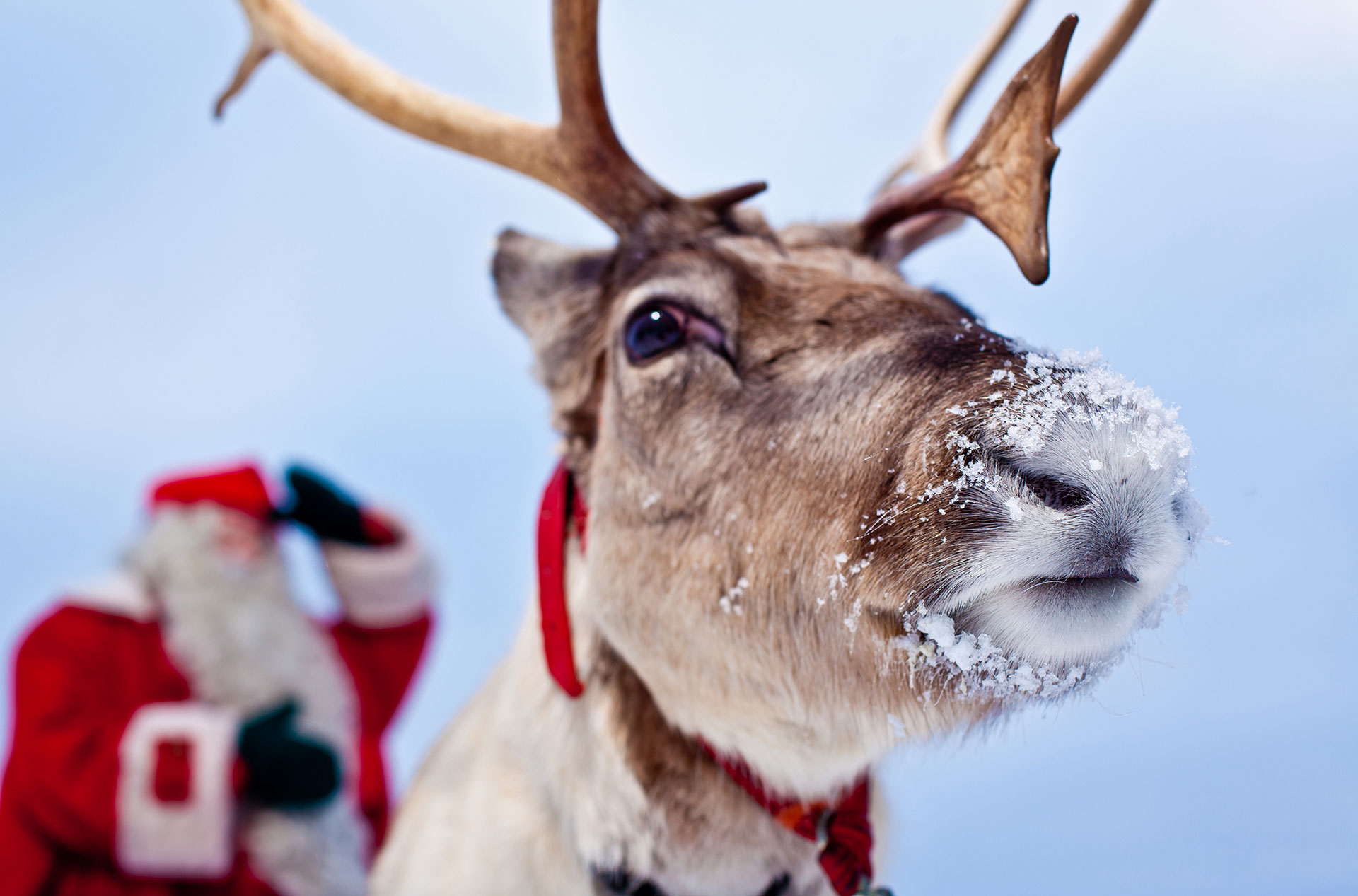 reindeer Santa Clause Village, Finland หมู่บ้านซานต้าคลอส คริสต์มาส