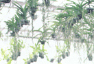 �Ѻ�͡Ẻ�������� : Bareo - isyss