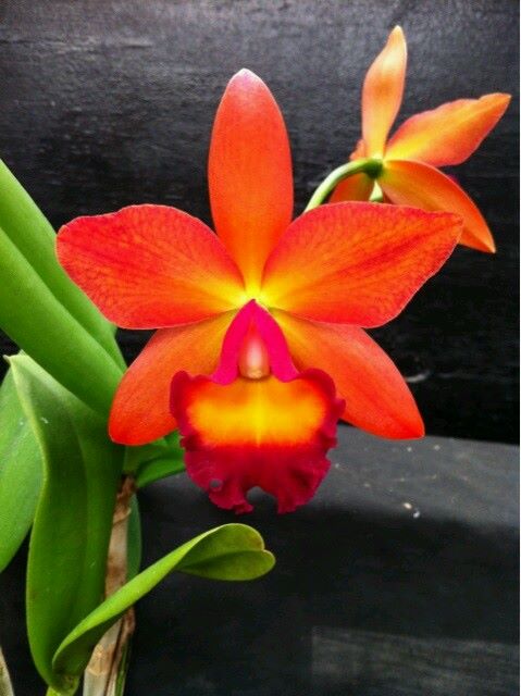 orchid4