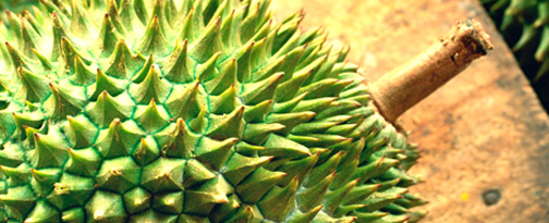 durian-head