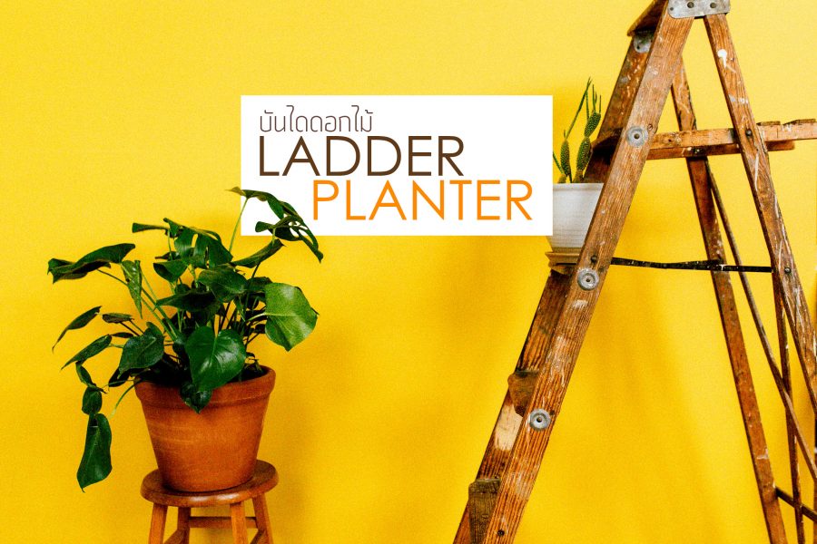 LADDER-PLANTER-บันไดดอกไม้_2