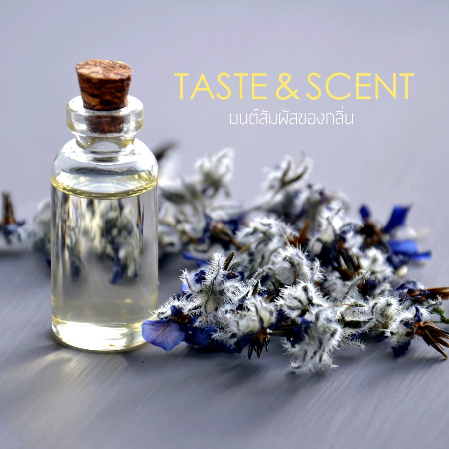 Taste & Scent มนต์สัมผัสของกลิ่น3